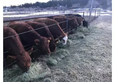 Quality Beef for Sale